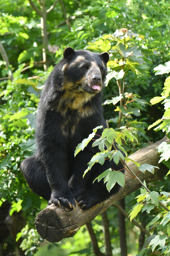 Spectacled bear (Tremarctos ornatus)