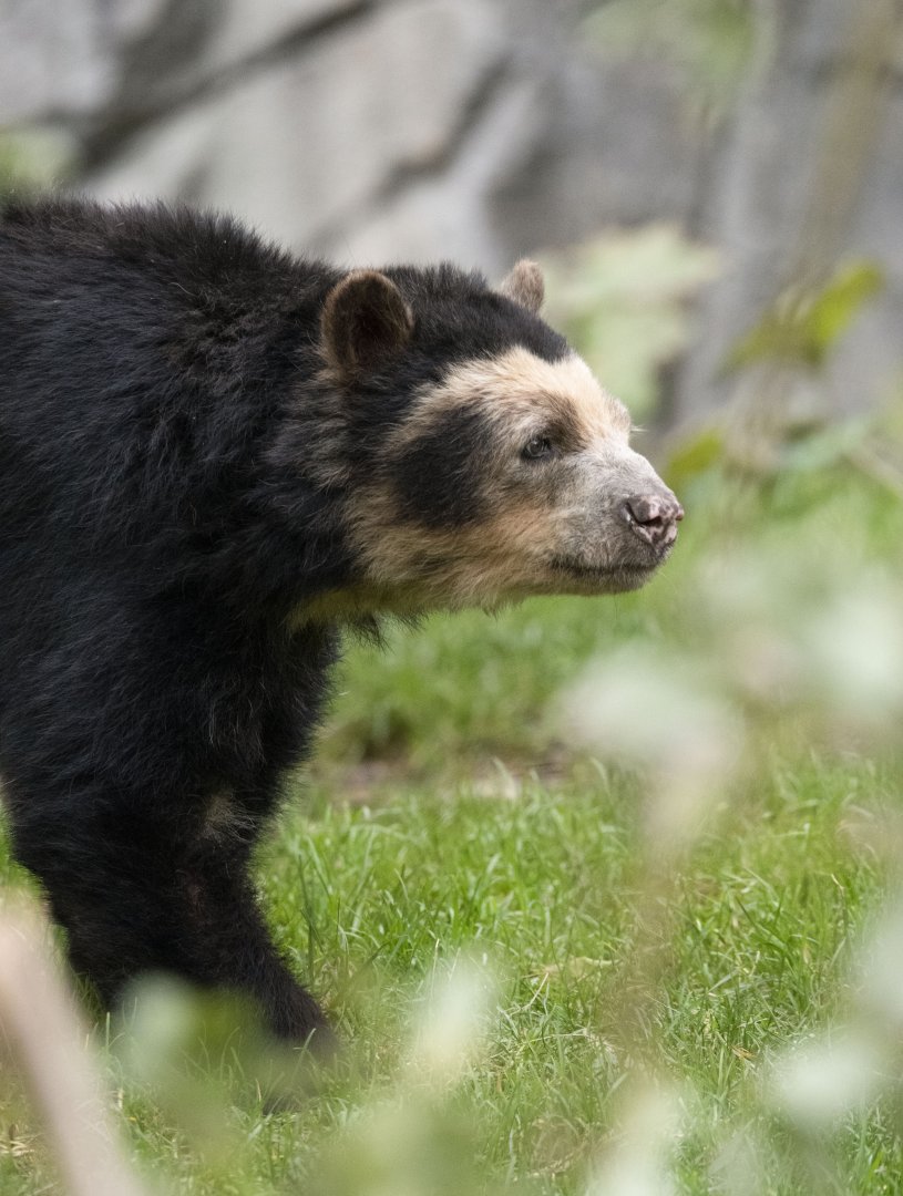 Spectacled bear (Tremarctos ornatus)
