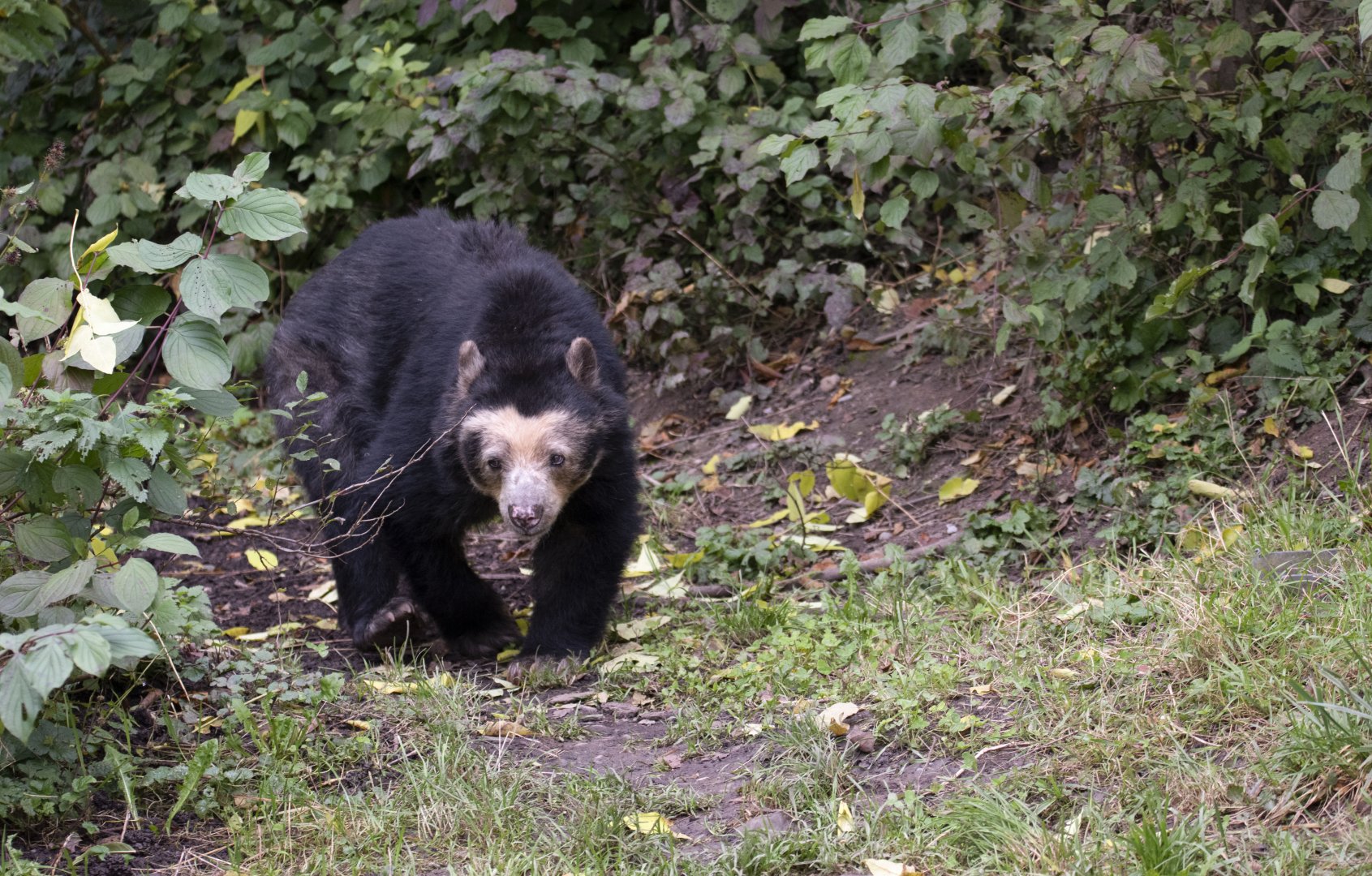 Spectacled bear (Tremarctos ornatus)