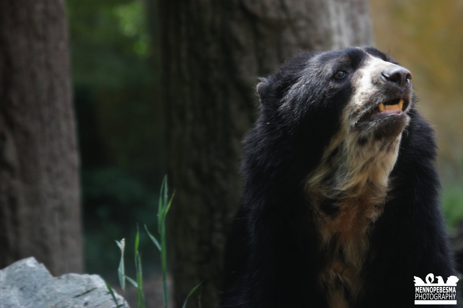 Spectacled Bear (Tremarctos ornatus)