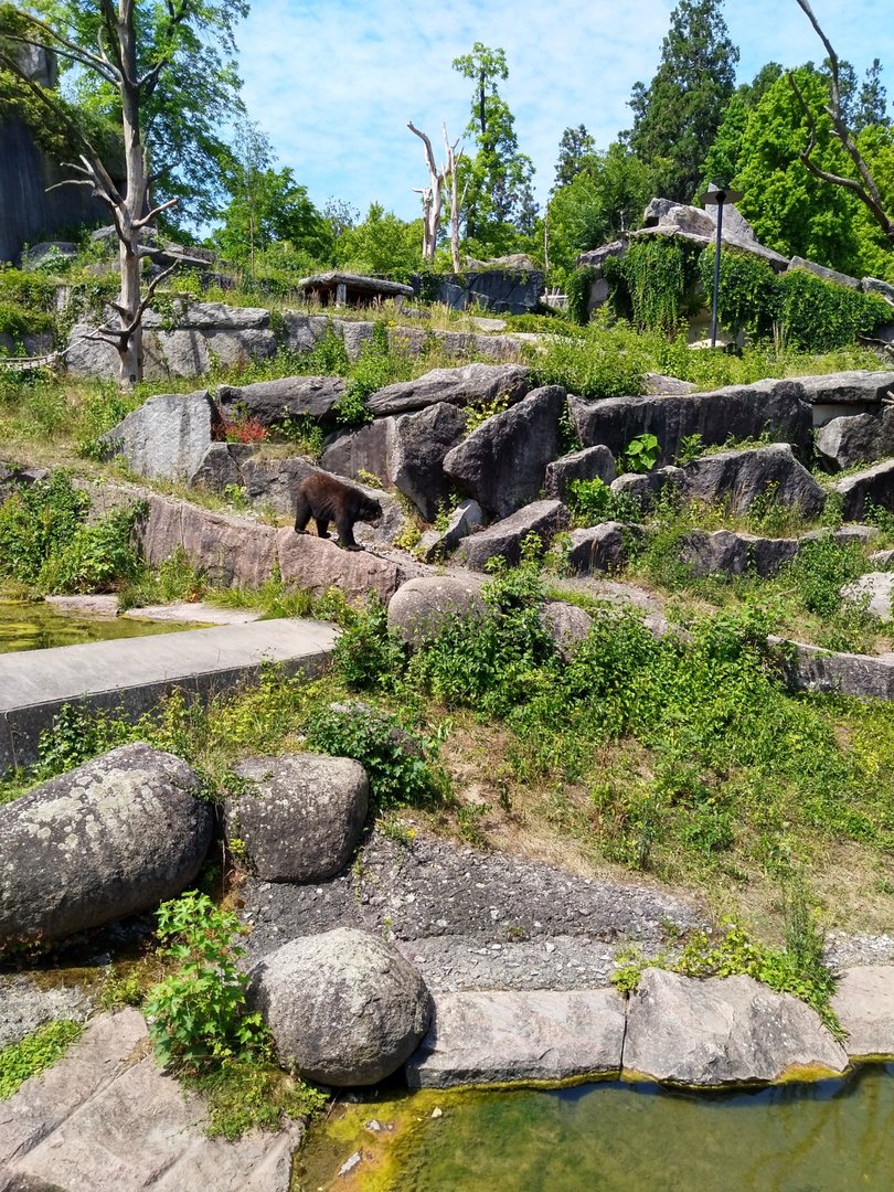 Spectacled bear (Tremarctos ornatus)