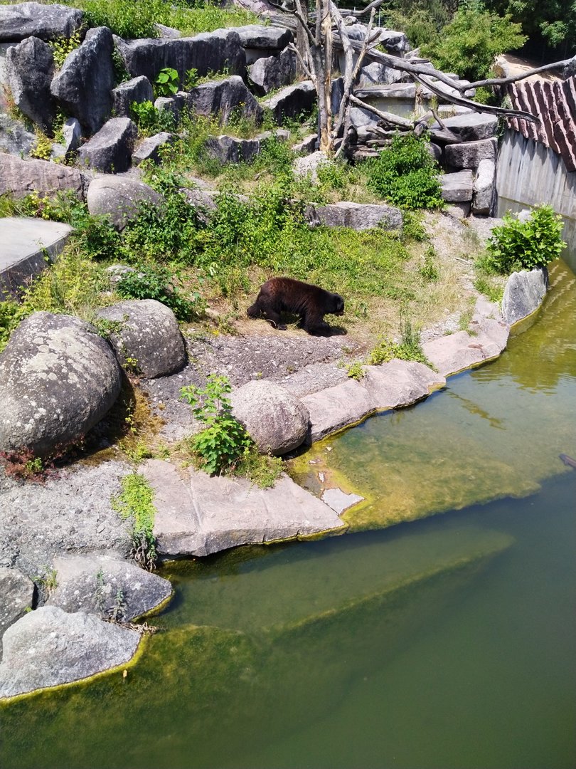 Spectacled bear (Tremarctos ornatus)