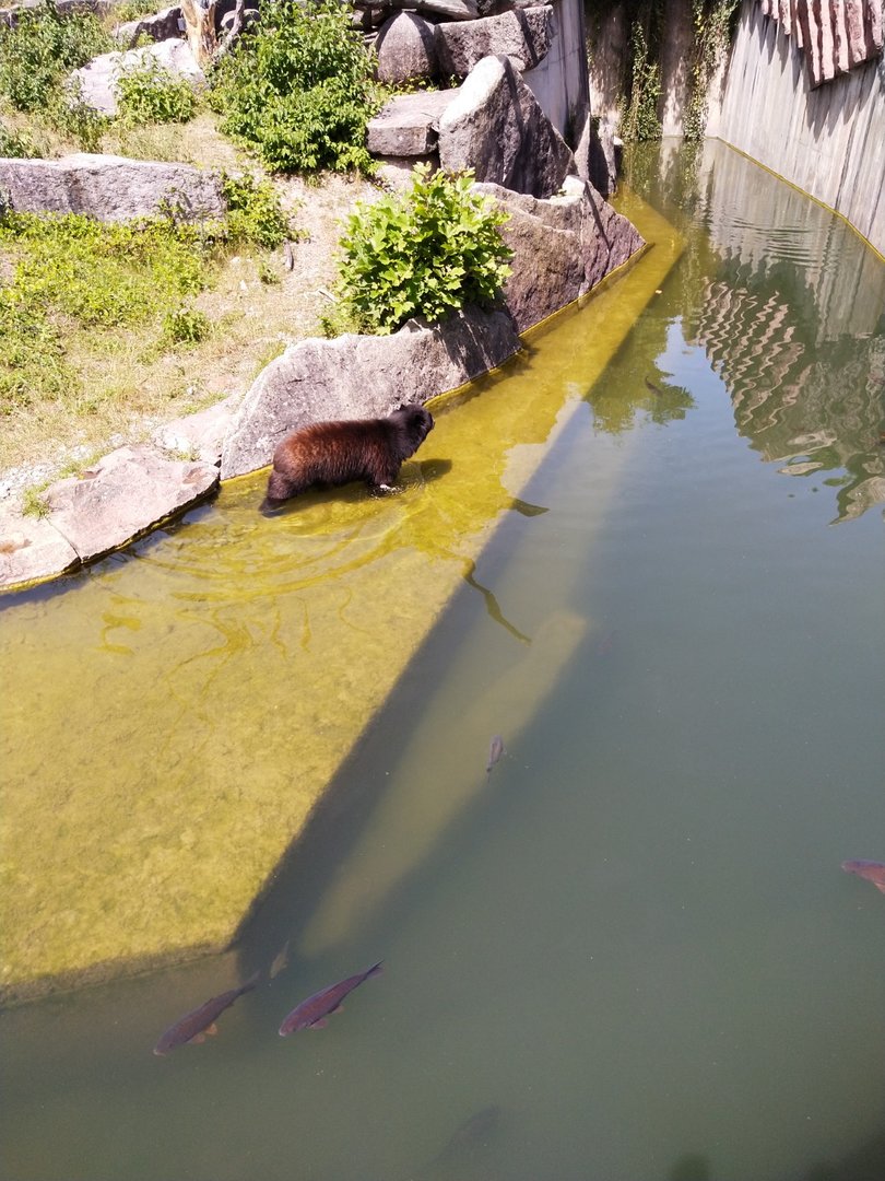 Spectacled bear (Tremarctos ornatus)