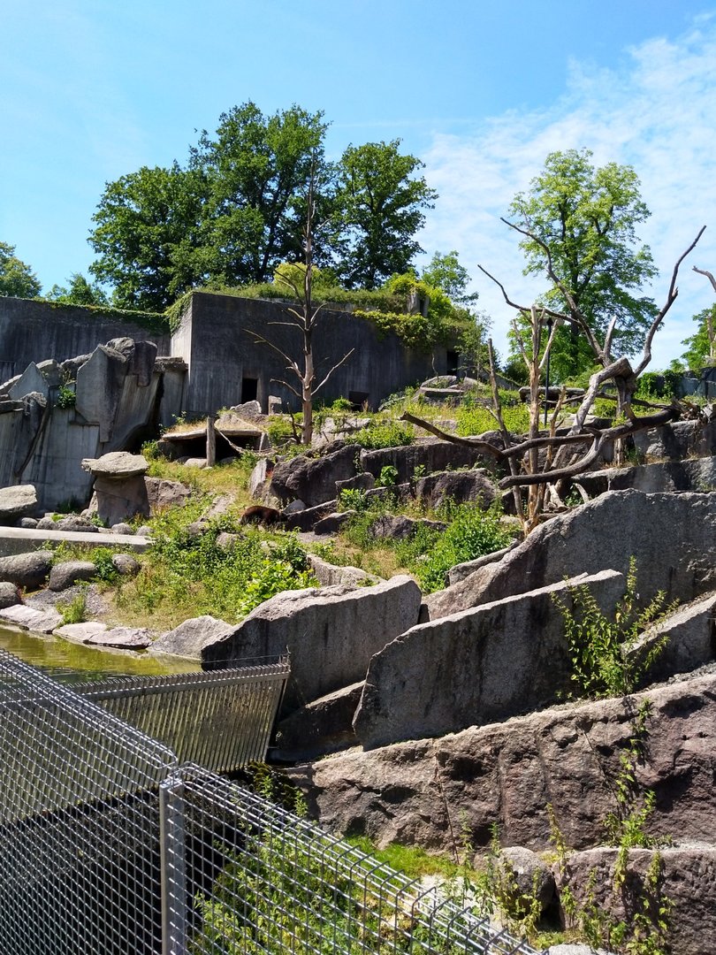 Spectacled bear (Tremarctos ornatus)