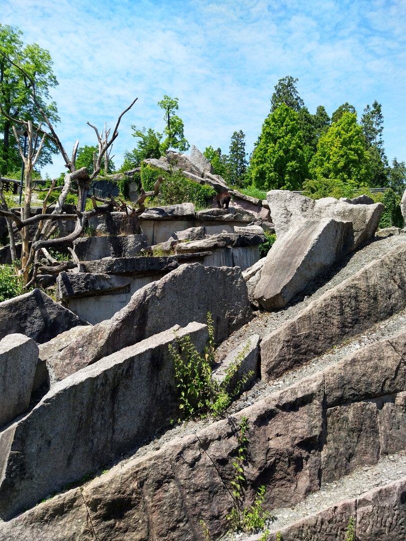 Spectacled bear (Tremarctos ornatus)
