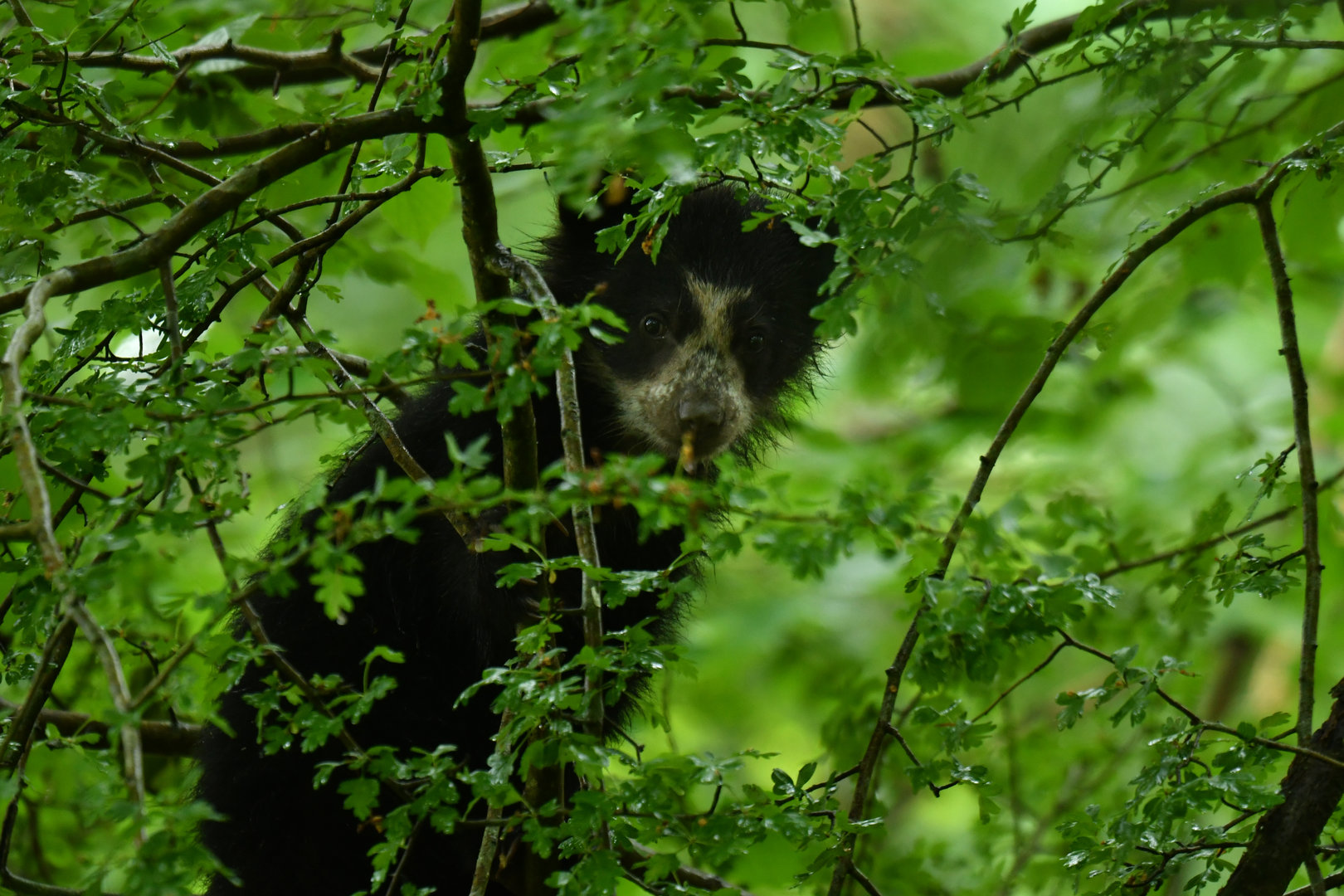 Spectacled bear (Tremarctos ornatus)