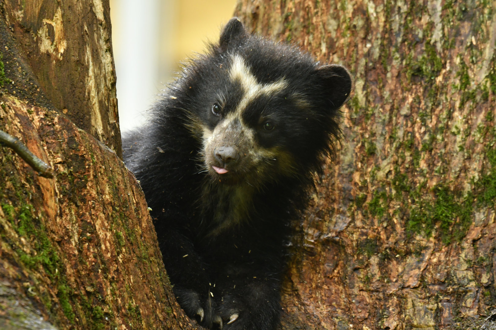 Spectacled bear (Tremarctos ornatus)