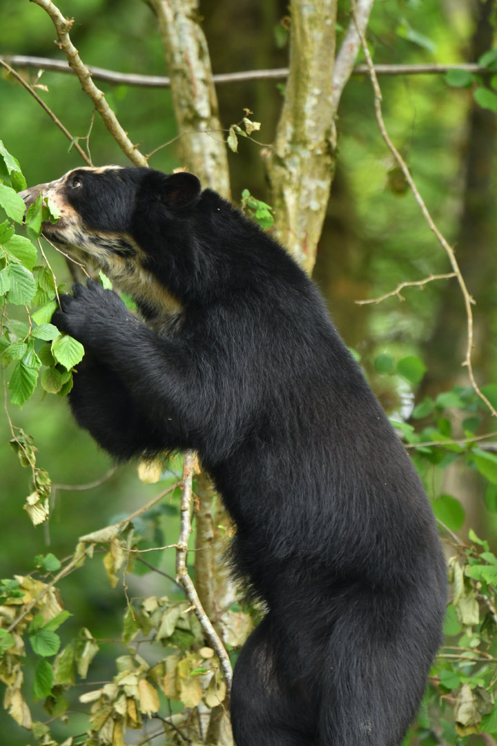 Spectacled bear (Tremarctos ornatus)