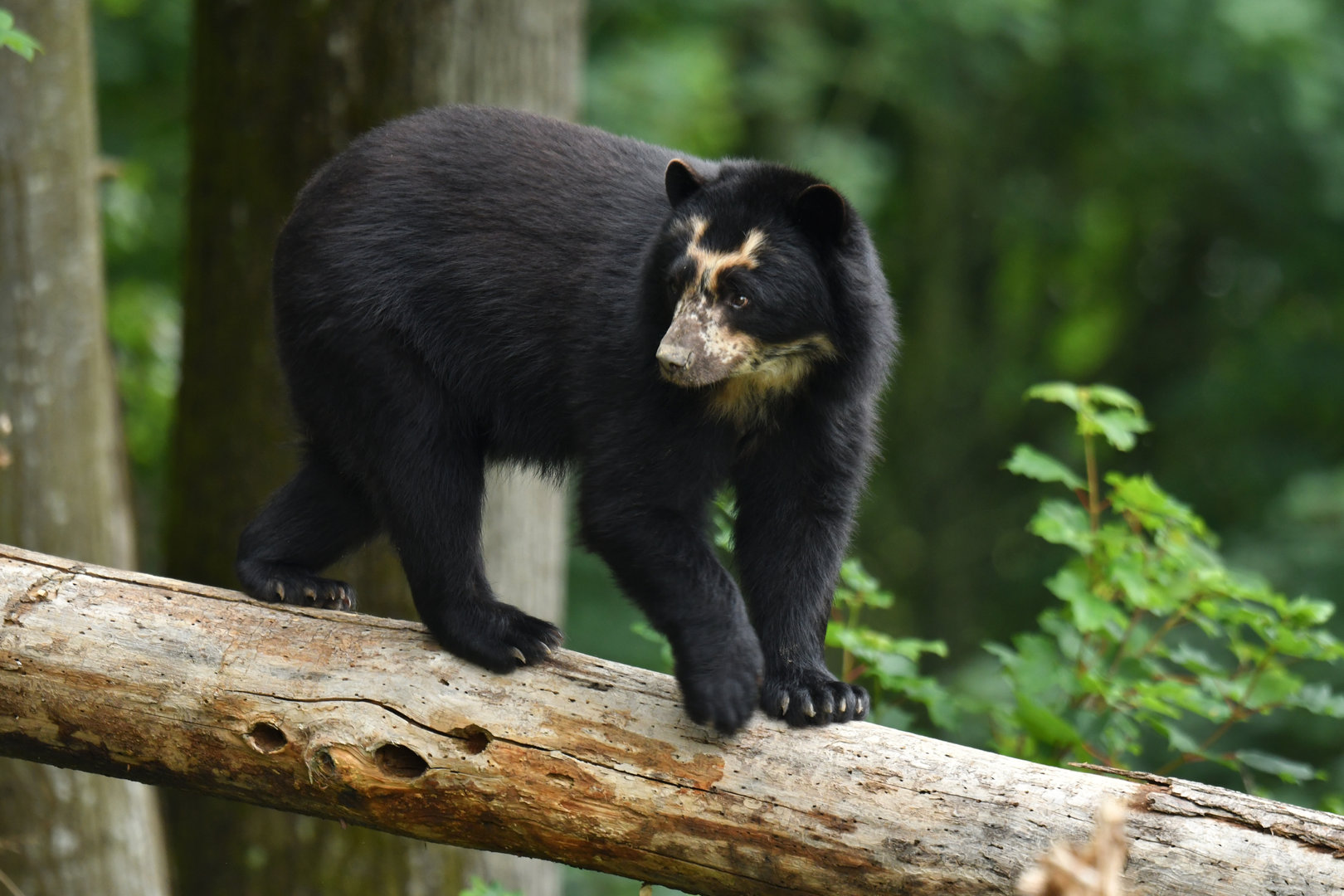 Spectacled bear (Tremarctos ornatus)