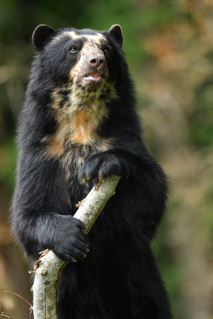 Spectacled bear (Tremarctos ornatus)