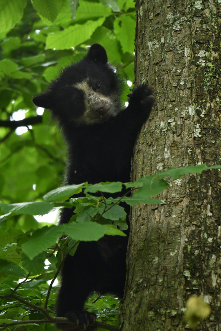 Spectacled bear (Tremarctos ornatus)