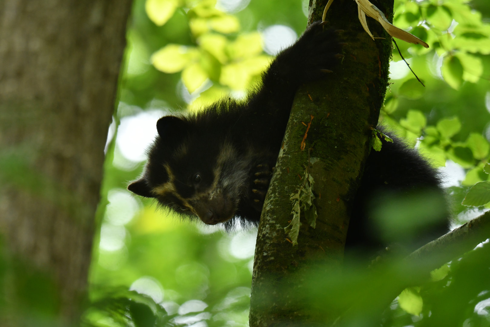 Spectacled bear (Tremarctos ornatus)