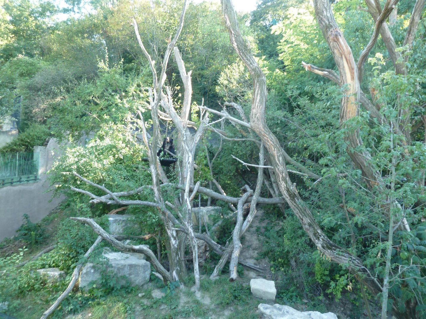 Spectacled bear (Tremarctos ornatus)