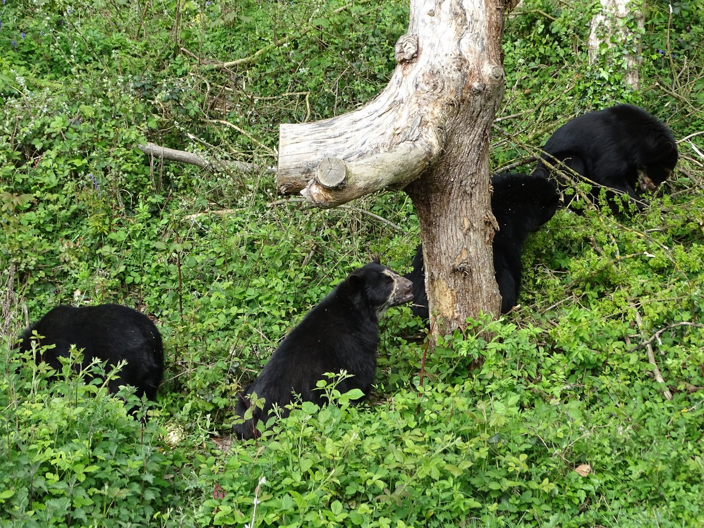 Spectacled bear (Tremarctos ornatus)