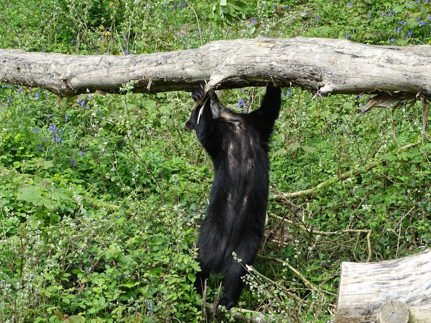 Spectacled bear (Tremarctos ornatus)