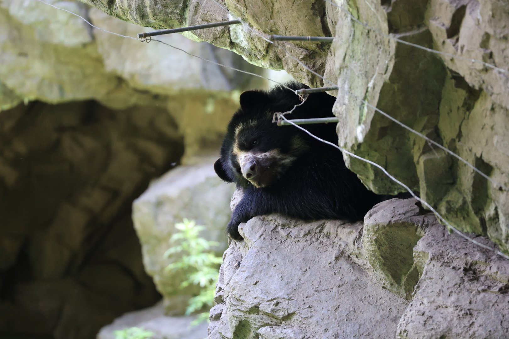 Spectacled bear (Tremarctos ornatus)