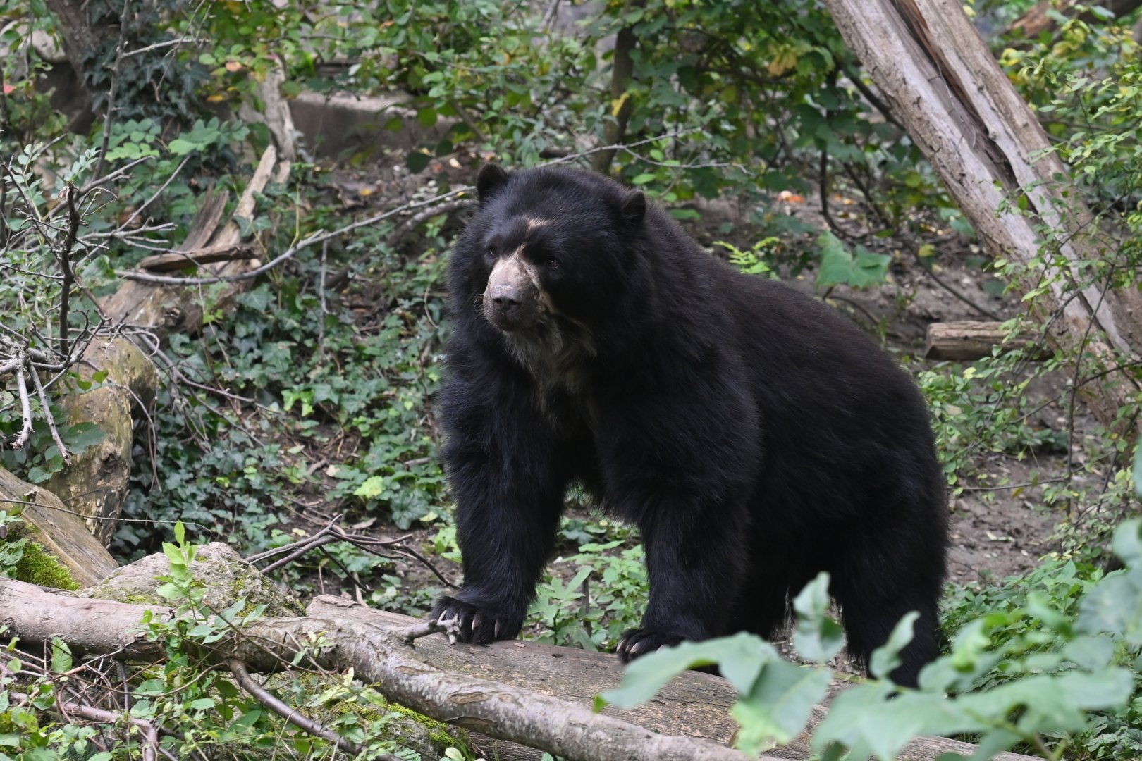 Spectacled bear (Tremarctos ornatus)