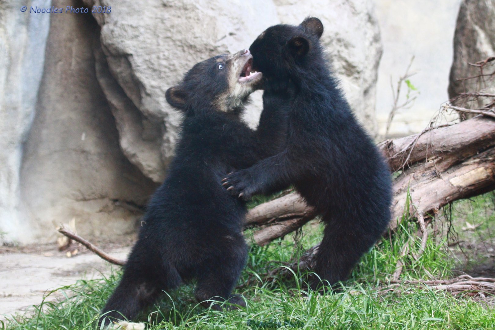 spectacled bear twins playing