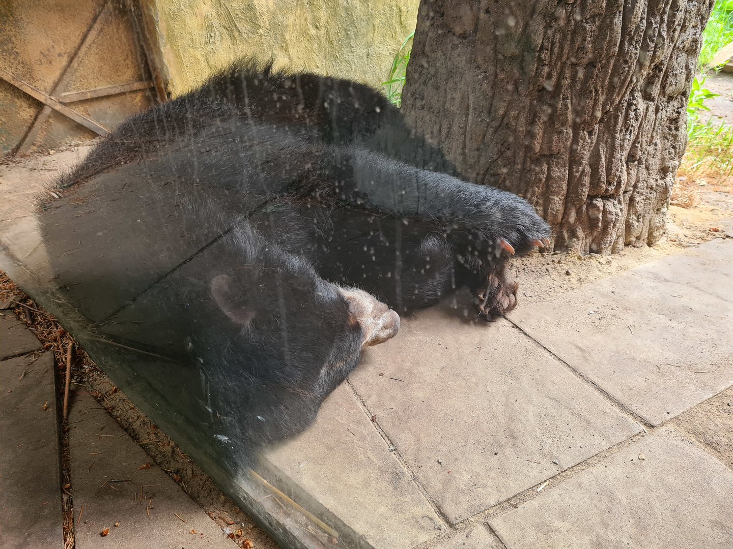 Spectacled bear viewed from Parakeet monastery