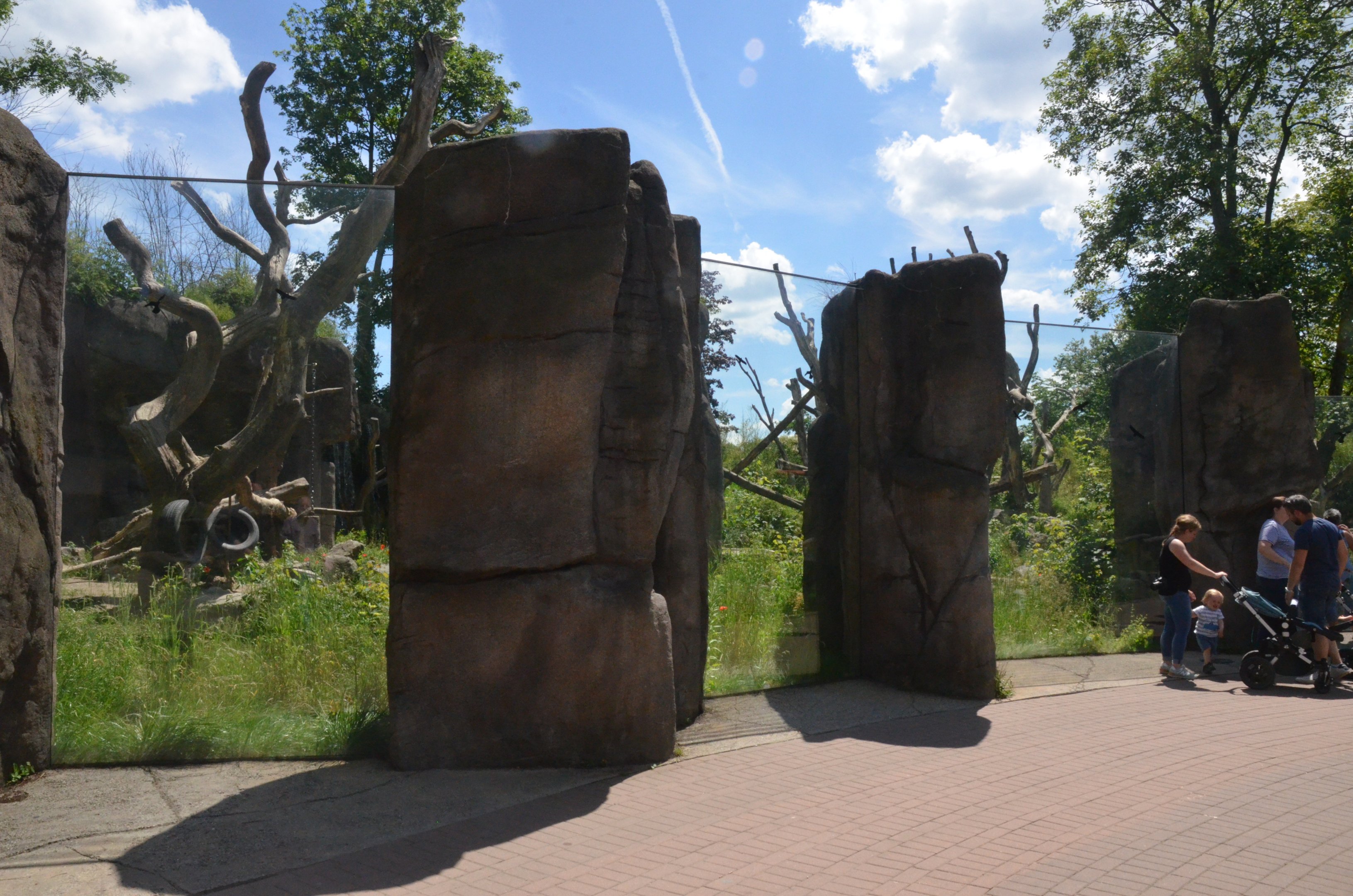 Spectacled Bear Viewing at Duisburg, 17/06/19