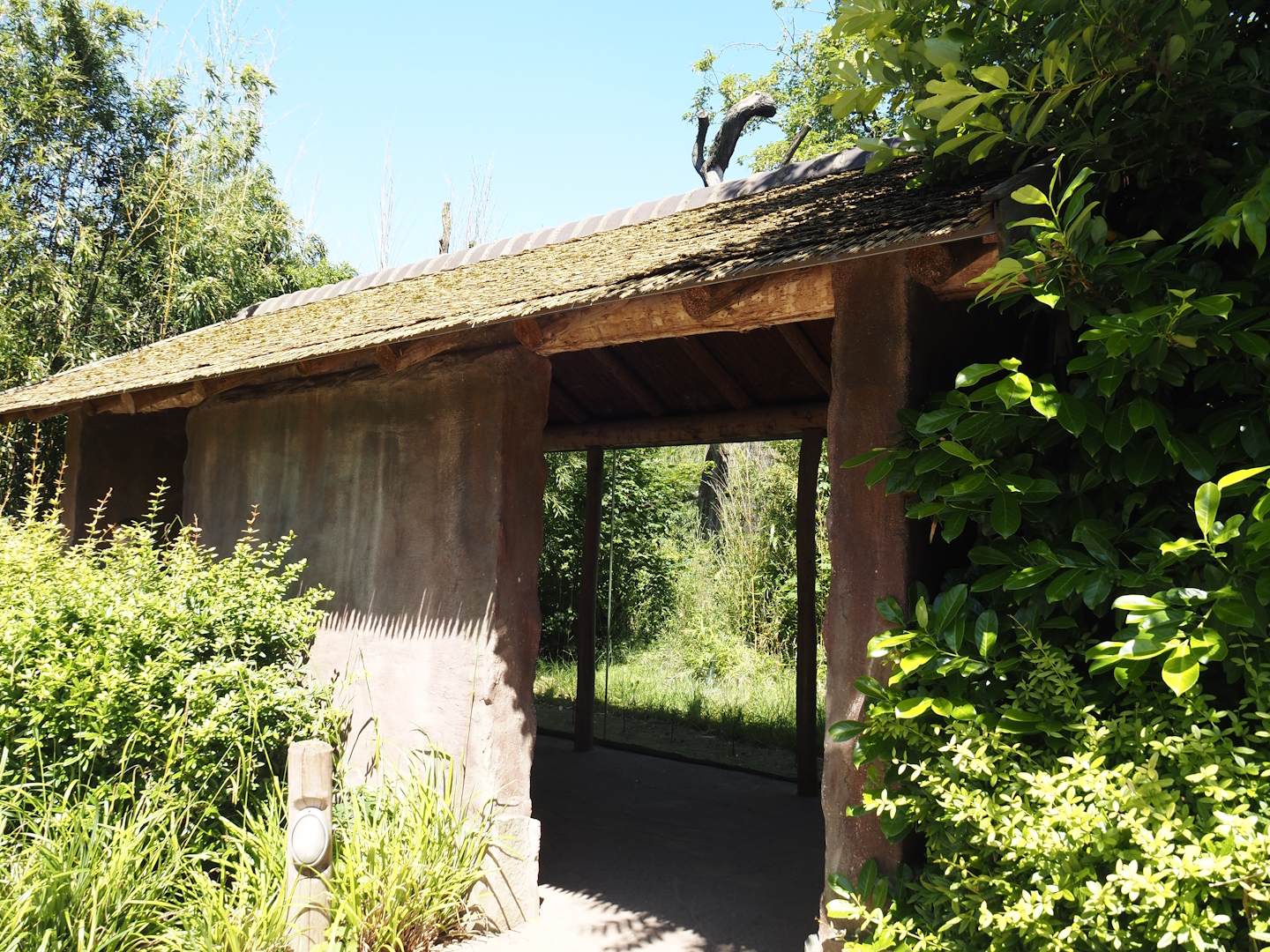 Spectacled bear viewing hut, 2024-06-08