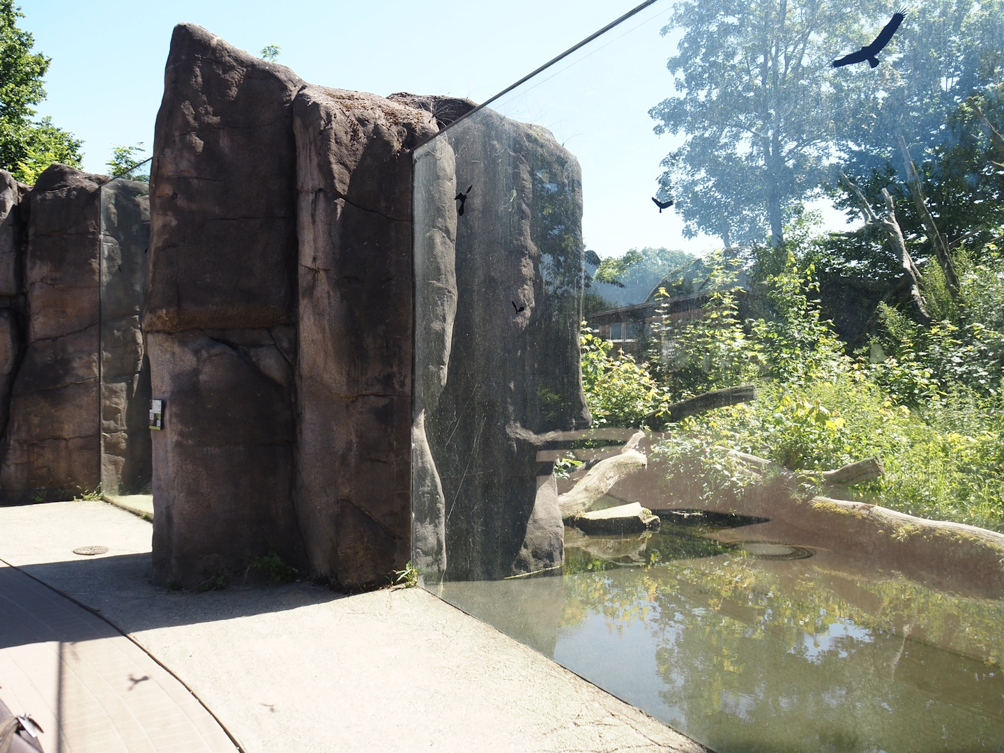 Spectacled bear viewing windows, 2024-06-08