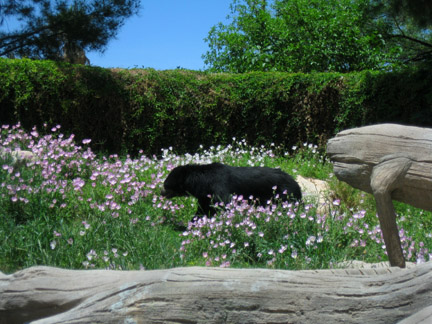 spectacled bear walking through flowers