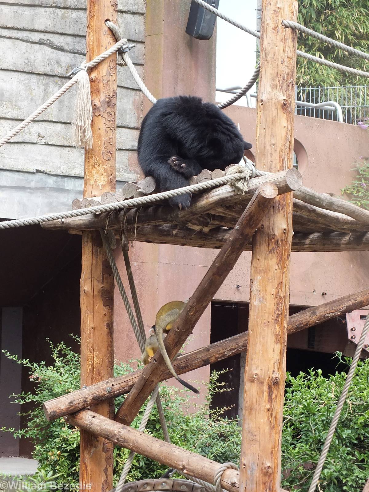 Spectacled Bear with Squirrel Monkeys