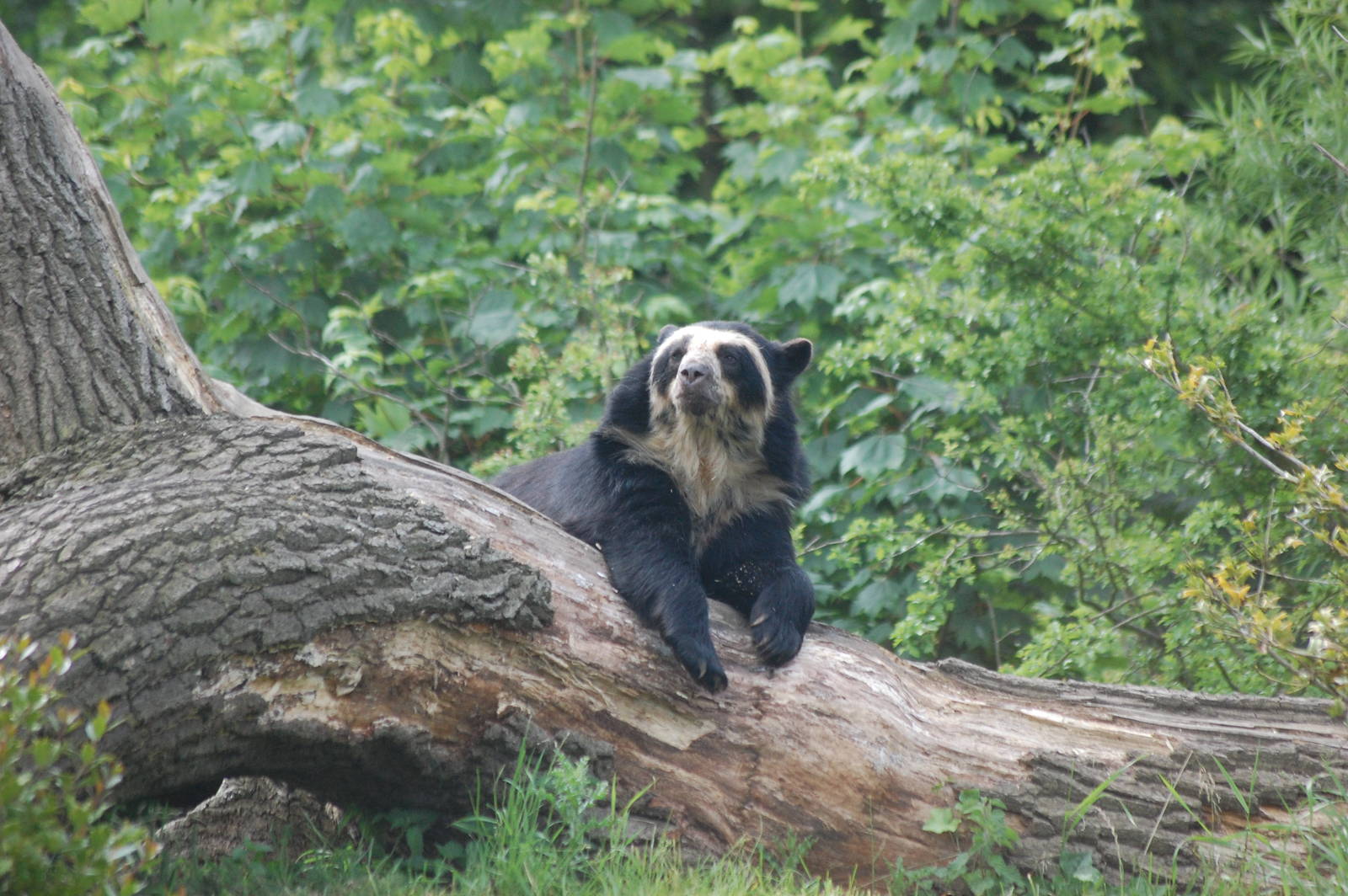 Spectacled Bear