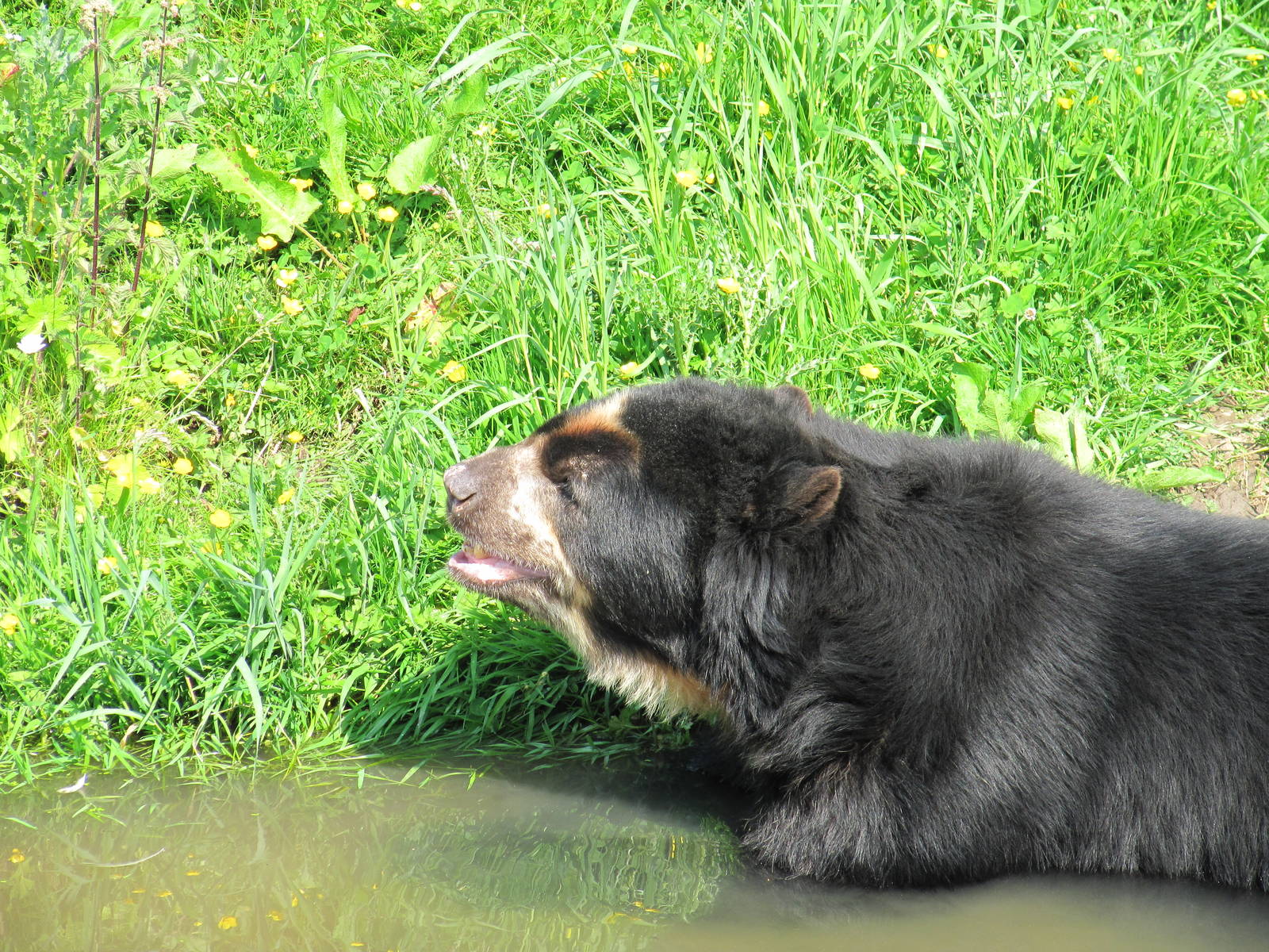 Spectacled Bear