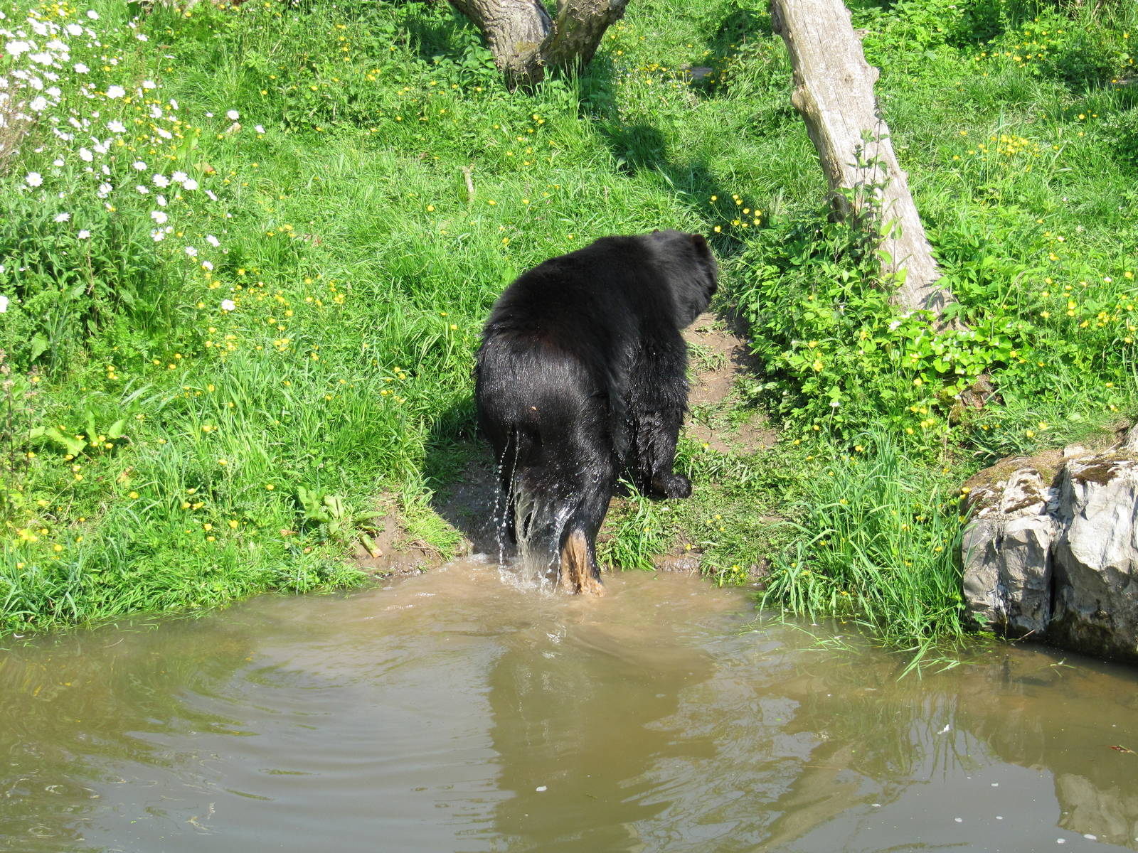 Spectacled Bear