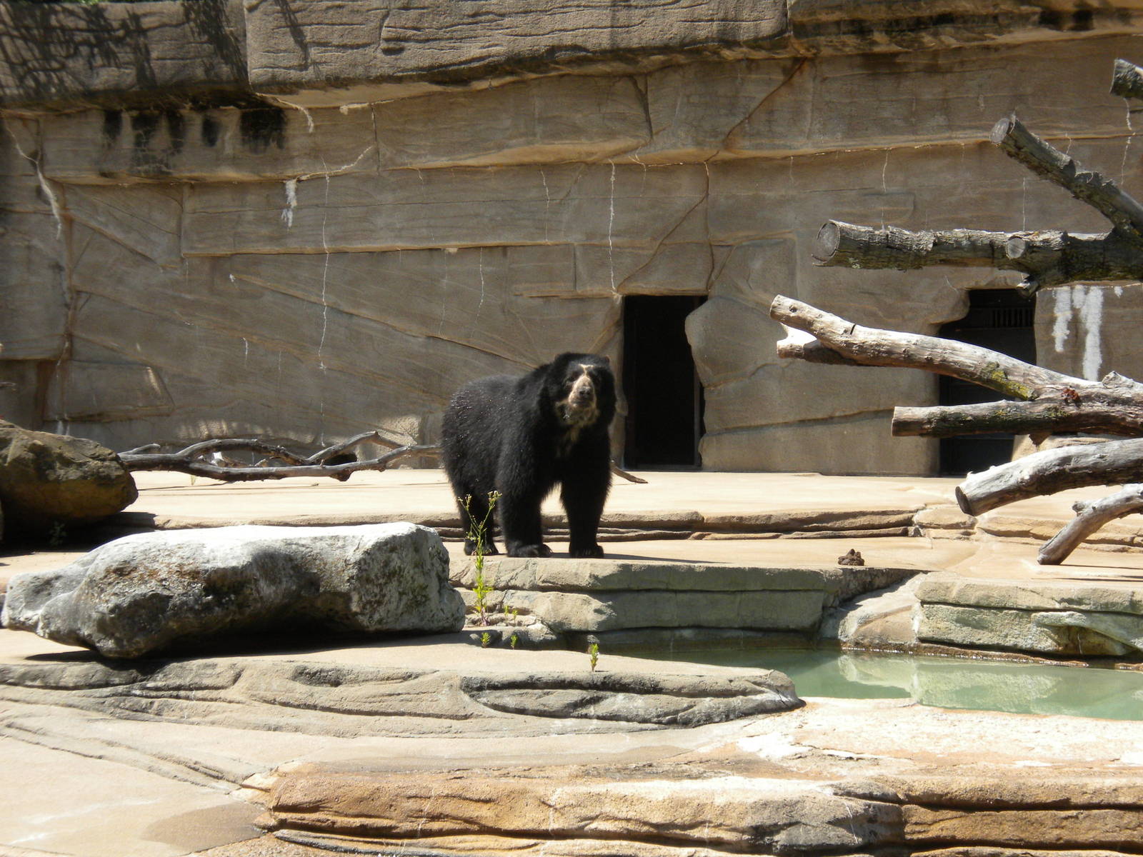 Spectacled Bear