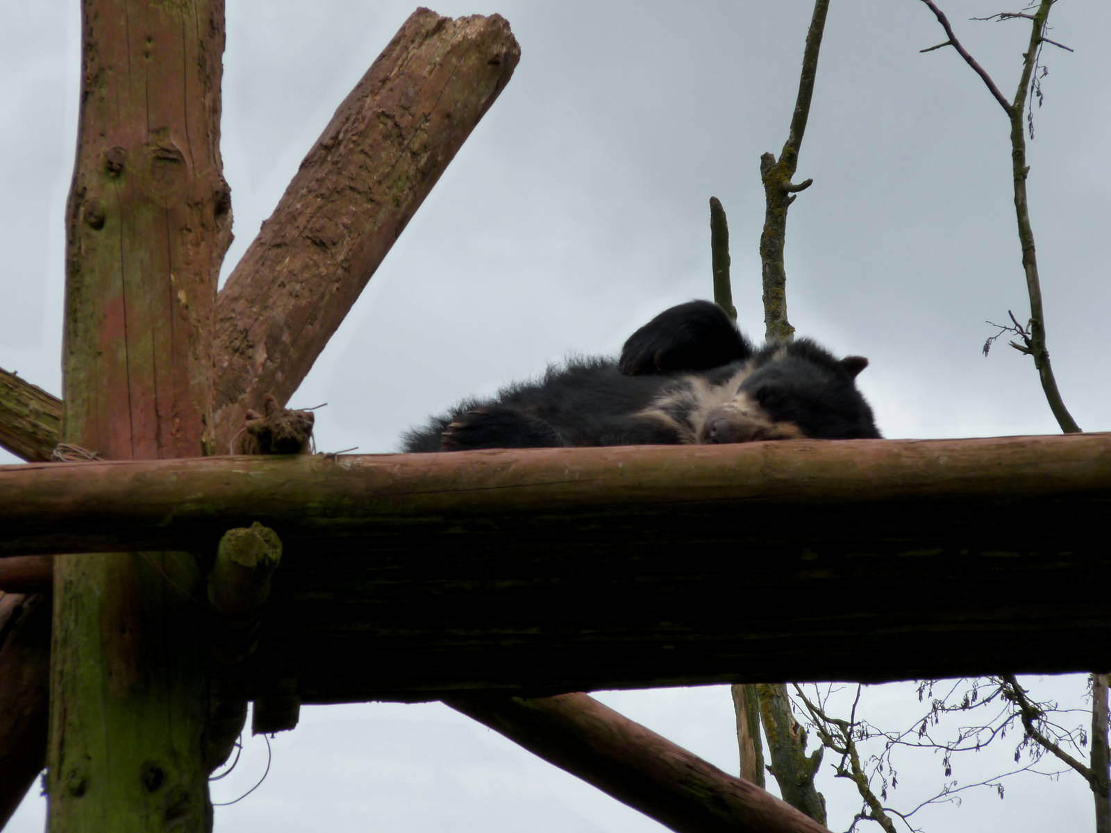 Spectacled bear