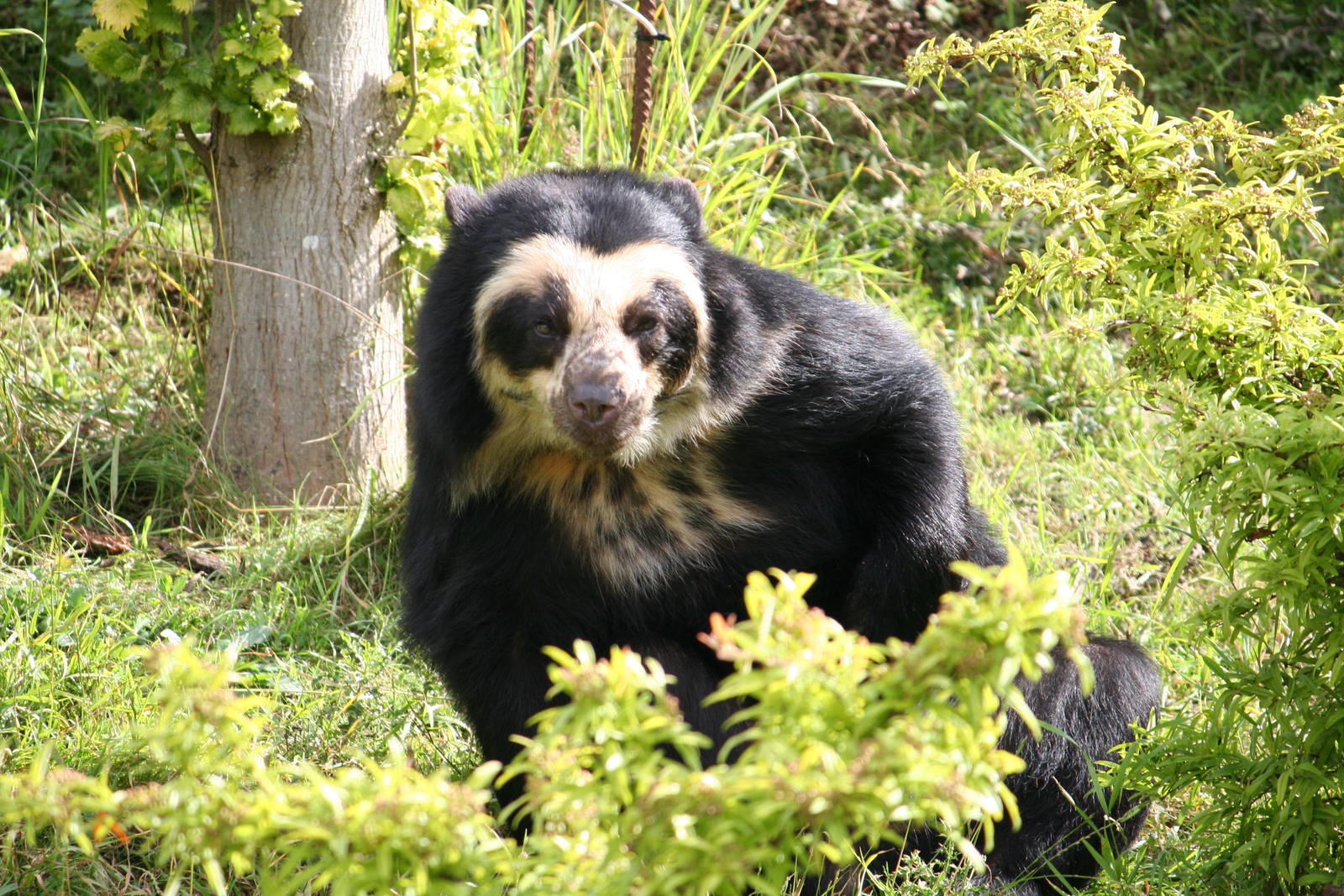 Spectacled Bear