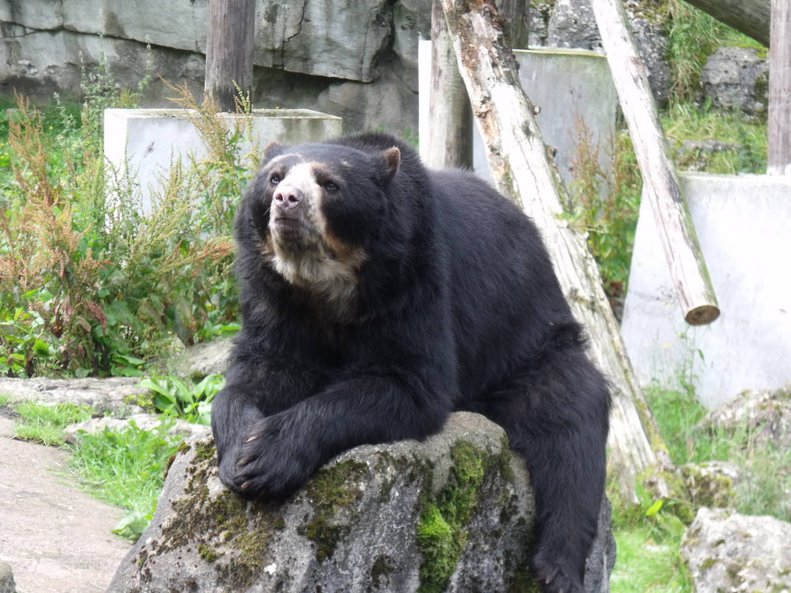 Spectacled Bear