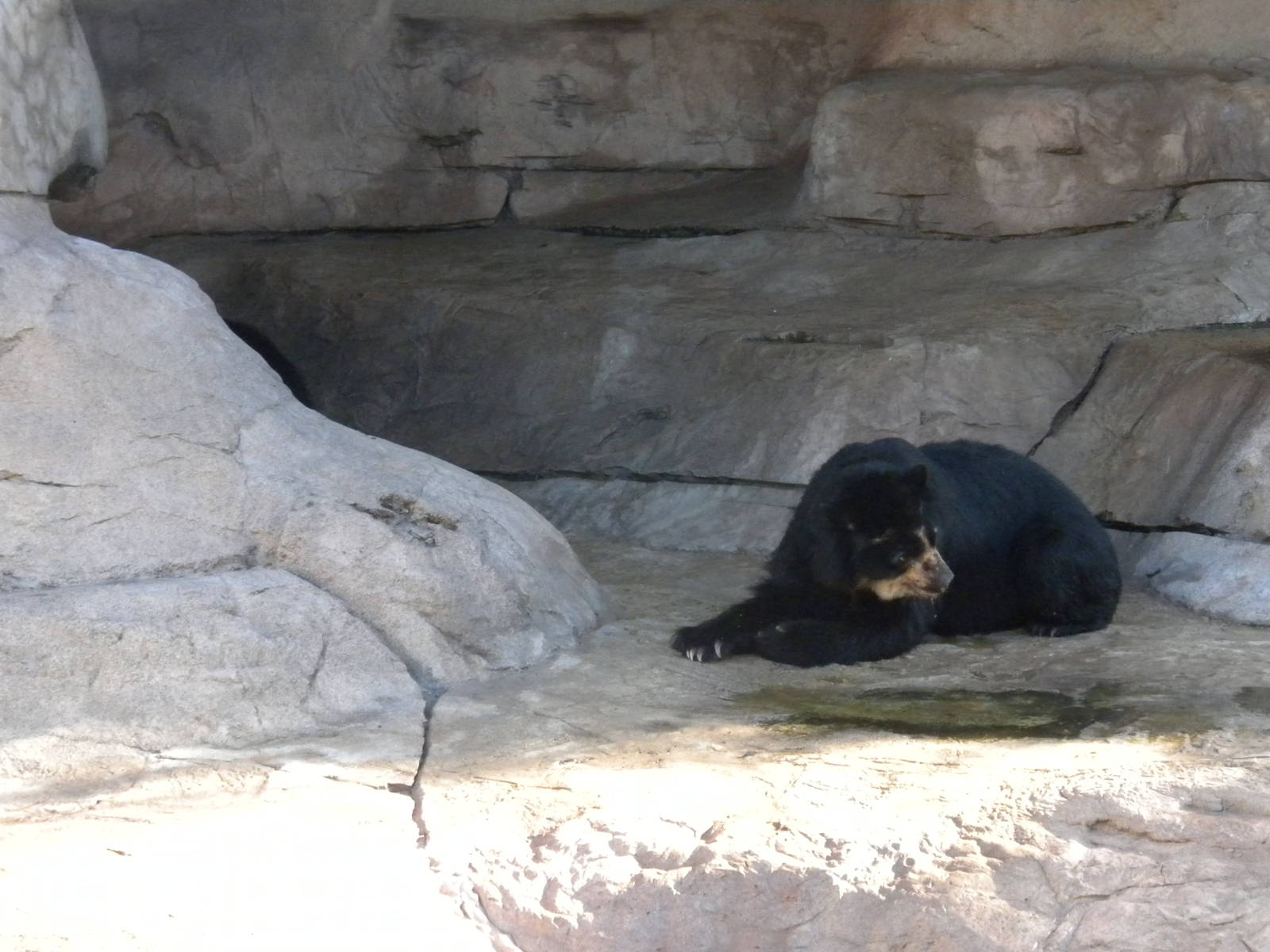 Spectacled Bear