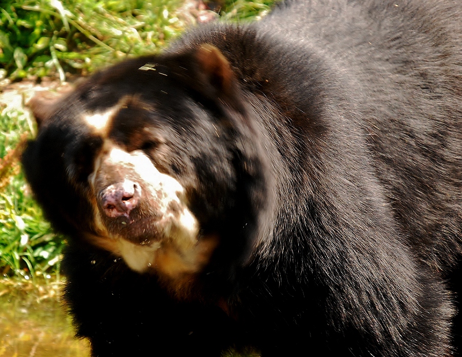 Spectacled bear