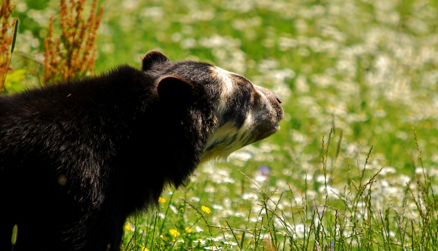 Spectacled bear