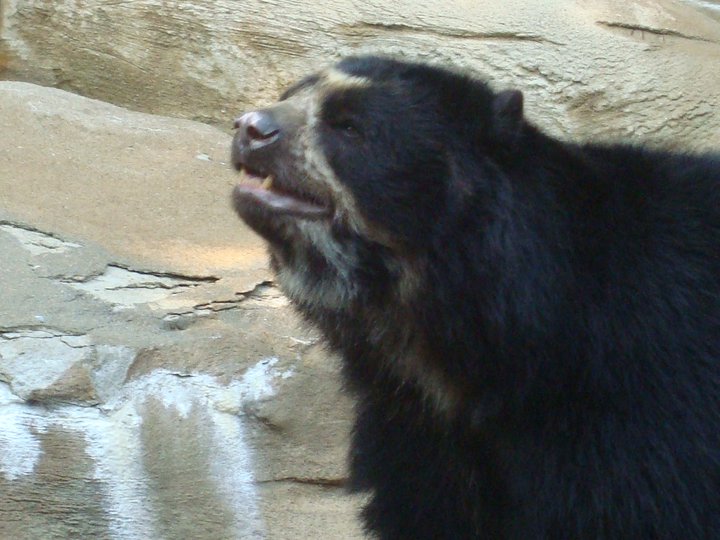 Spectacled Bear