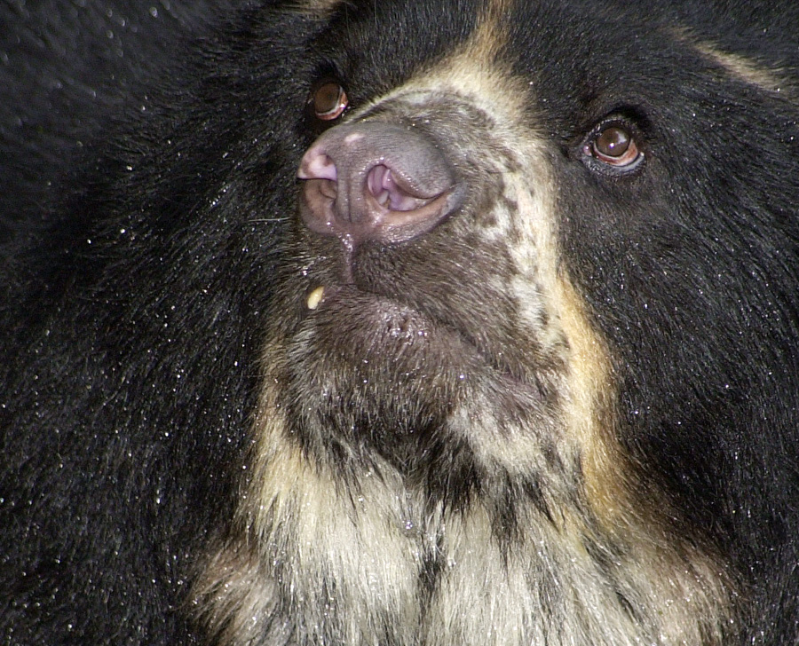 Spectacled Bear