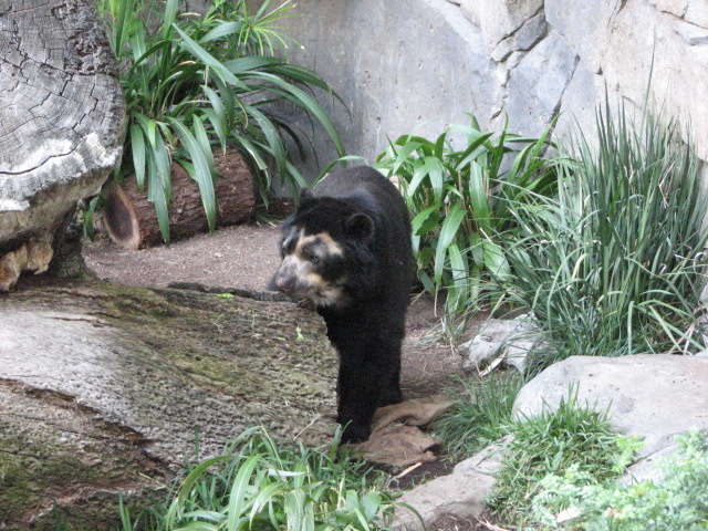 Spectacled Bear