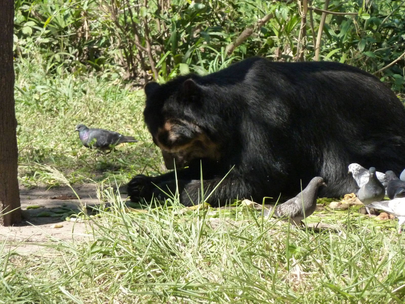 Spectacled bear