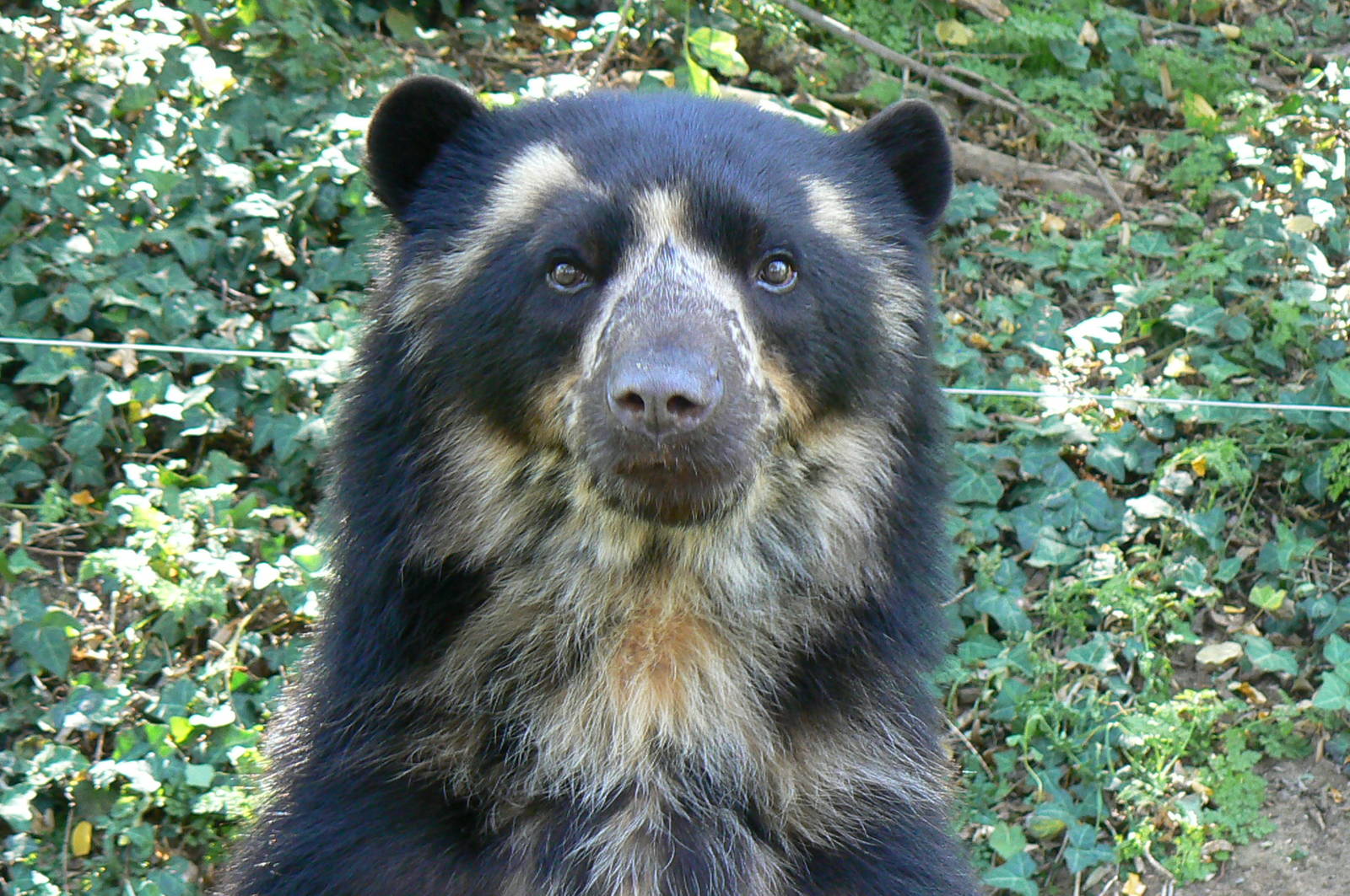 Spectacled bear