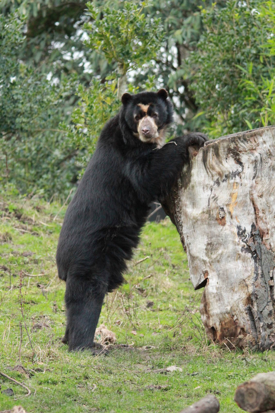 Spectacled Bear
