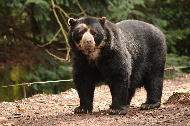 Spectacled Bear