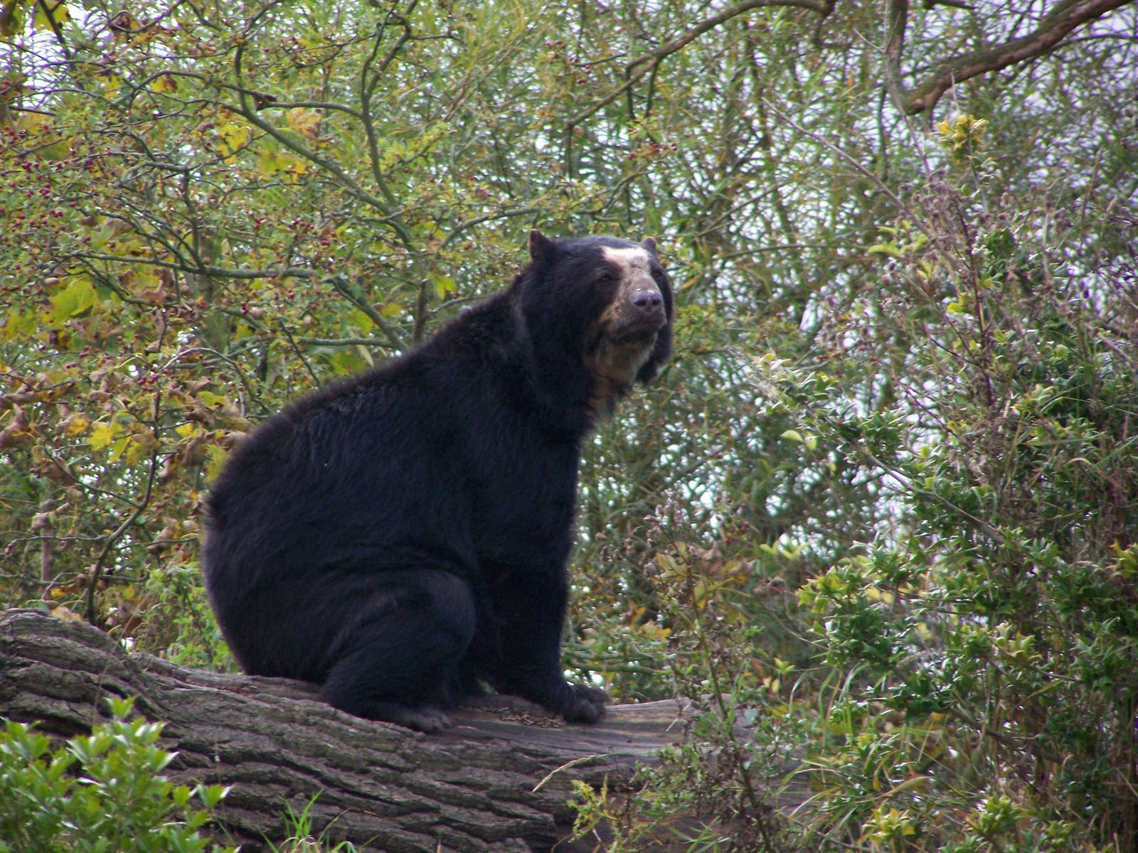 Spectacled Bear