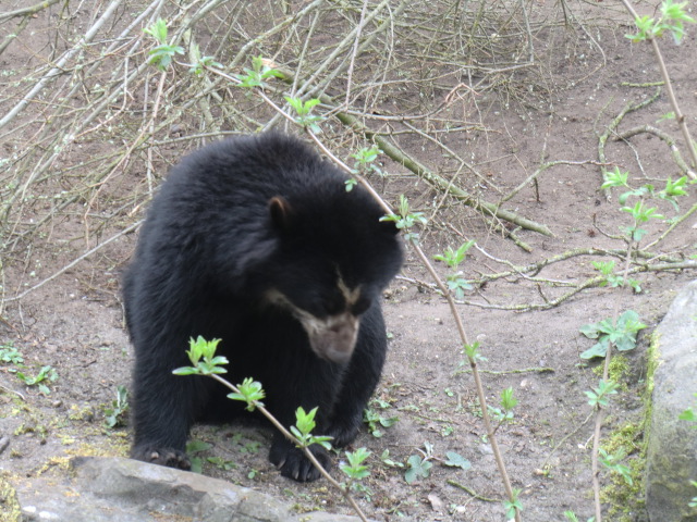 Spectacled bear
