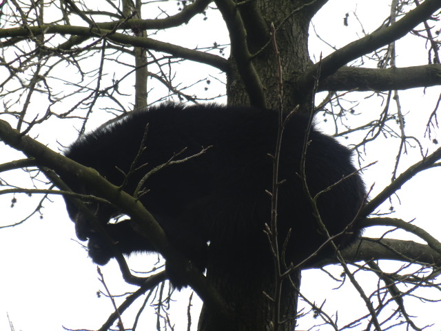 Spectacled bear