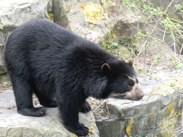 Spectacled bear