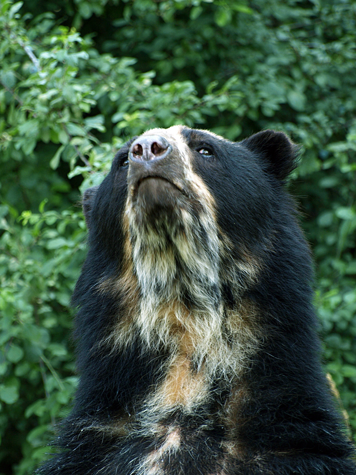 Spectacled bear